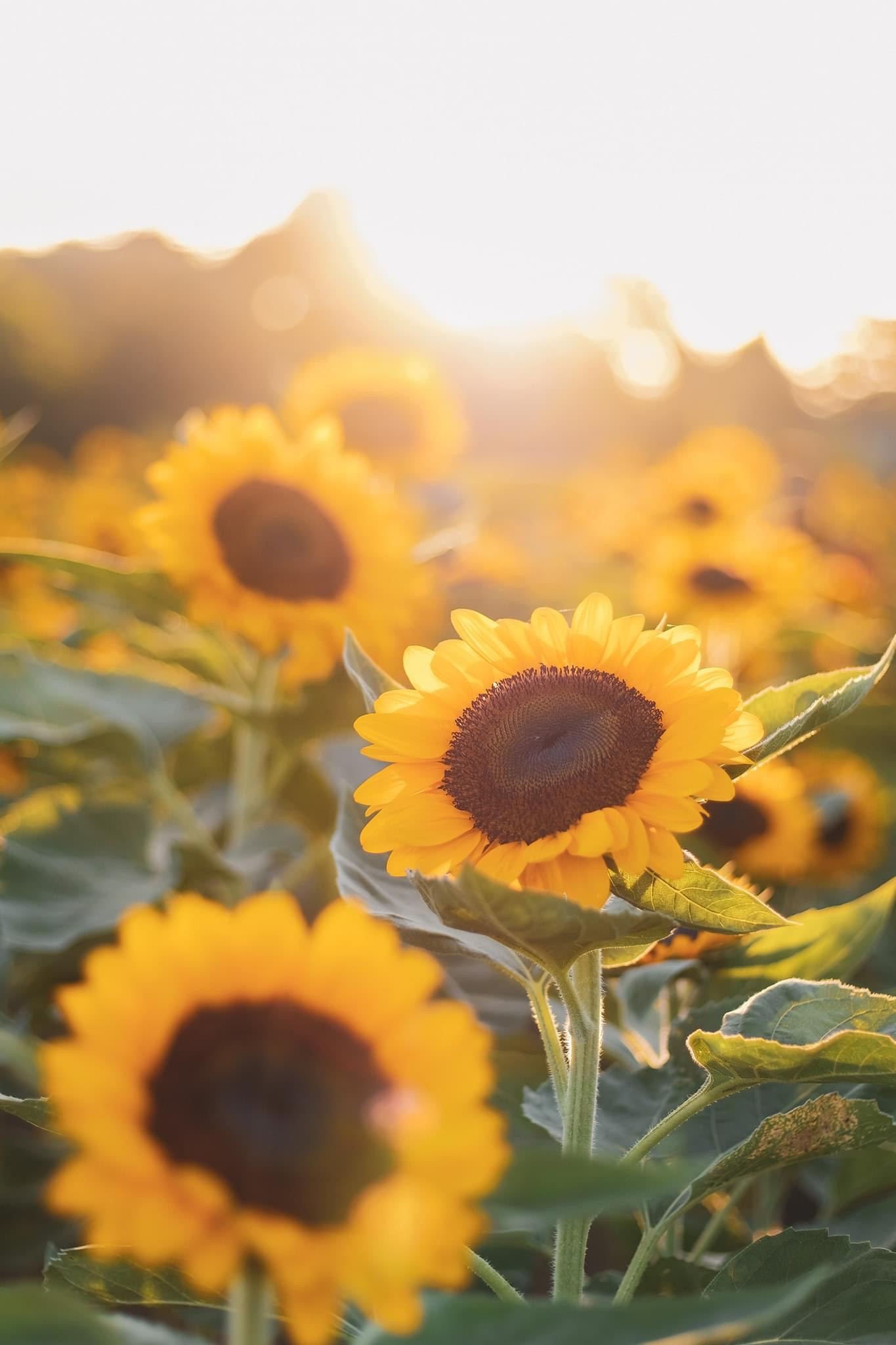 sunflower farm