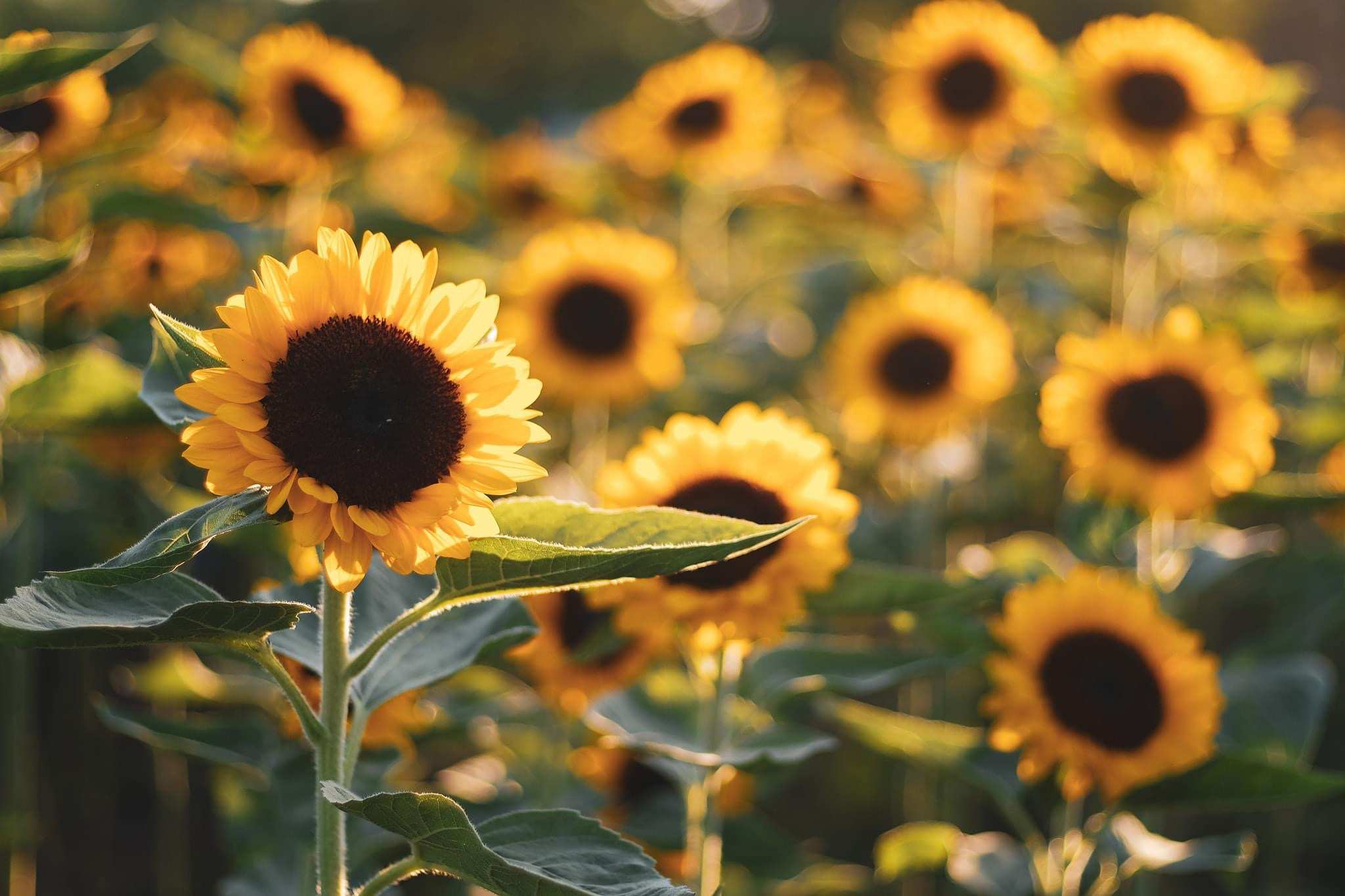 sunflower farm