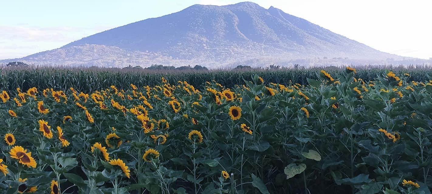 Arayat