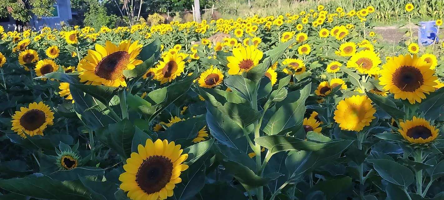 sunflower farm