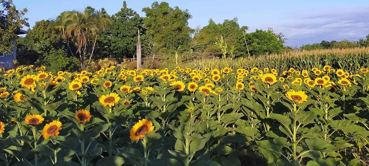 sunflower farm