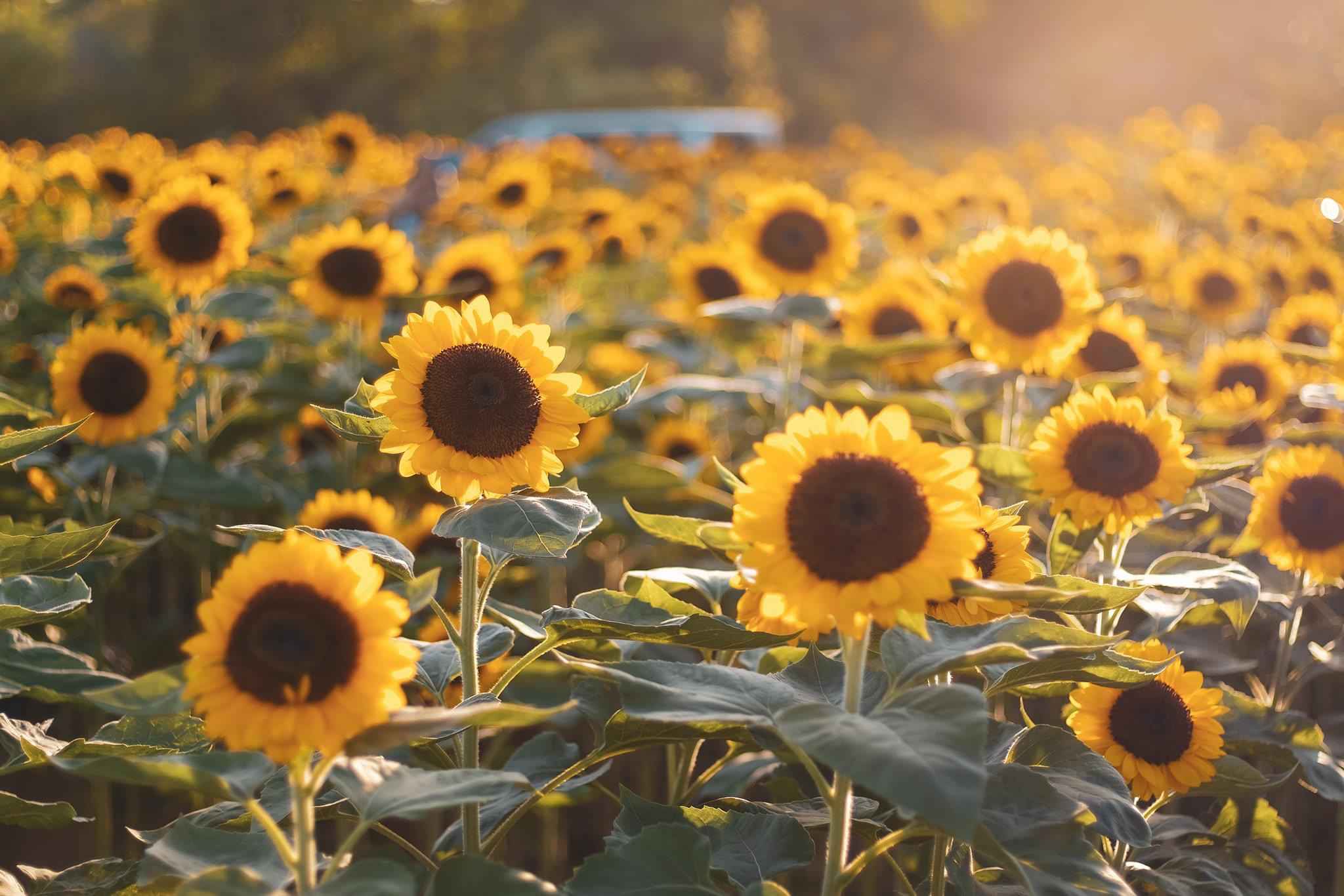 sunflower farm